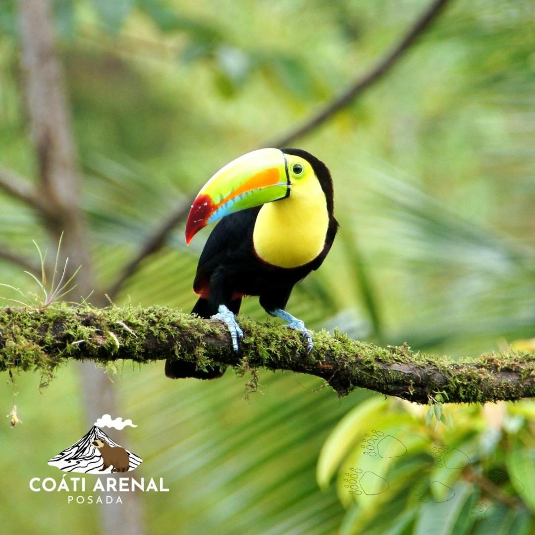 Coati Del Arenal Posada La Fortuna Exteriér fotografie