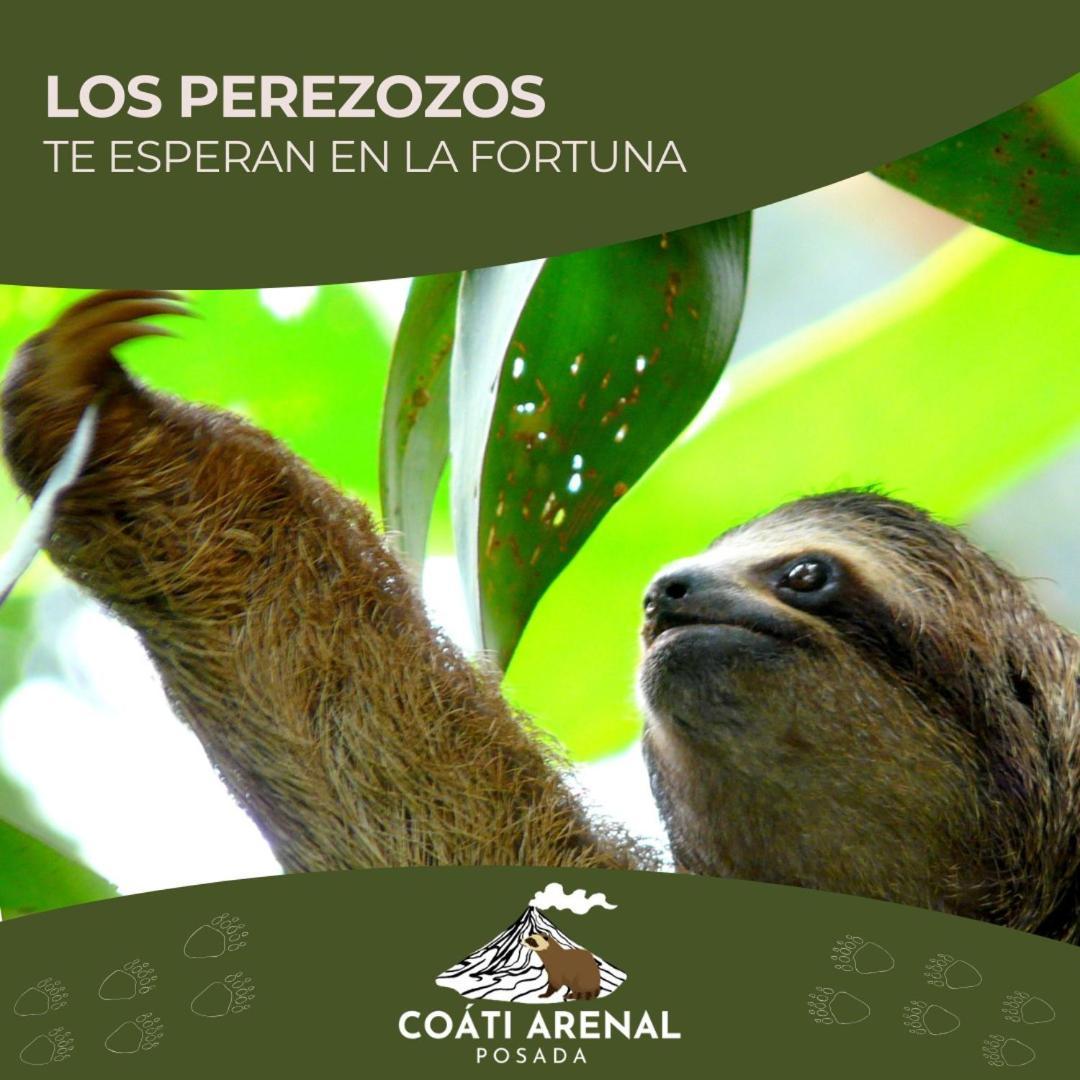 Coati Del Arenal Posada La Fortuna Exteriér fotografie