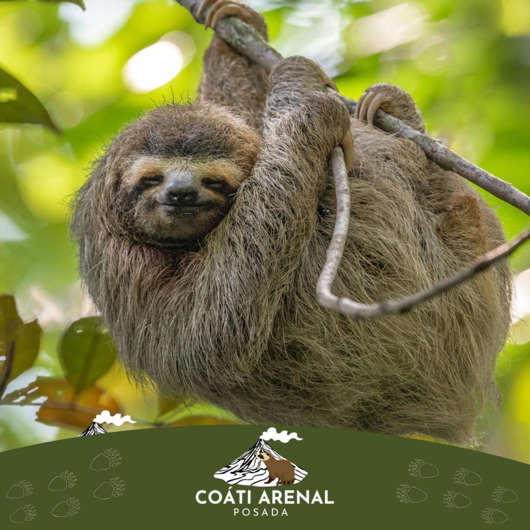 Coati Del Arenal Posada La Fortuna Exteriér fotografie